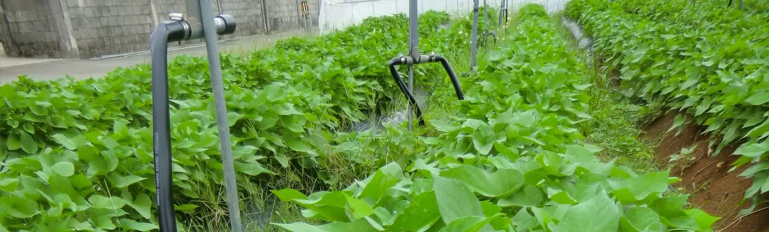 沖縄野菜の栽培